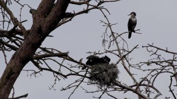 Family Black Cormorant Birds Nest Its Natural Habitat Poland — Video