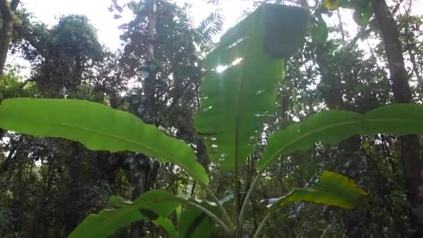 热带森林上的香蕉树叶子 背景上的阳光 — 图库视频影像