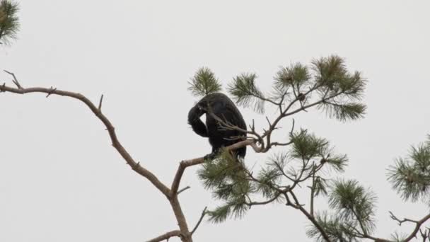 Burung Cormorant Hitam Tunggal Pada Cabang Habitat Alaminya Polandia — Stok Video