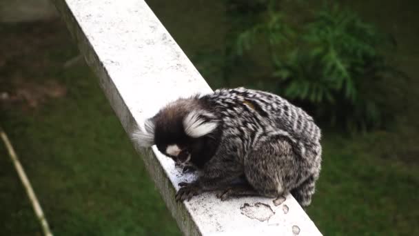 Hautnah Einem Niedlichen Äffchen Brasilianischen Affen Callithrix Kuhlii Spezies Aufstehen — Stockvideo