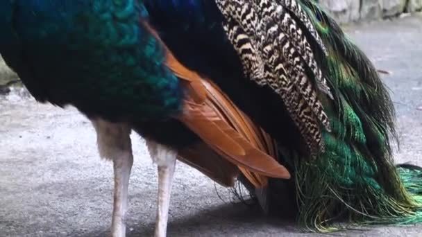 Beautiful Colorful Peacock Close View — Vídeos de Stock