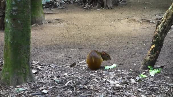 Agouti Feeding Lettuce Forest Ground — Video Stock