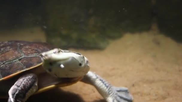 Tuberculated Toad Headed Turtle Mesoclemmys Tuberculata Aquarium Close View — Stock Video