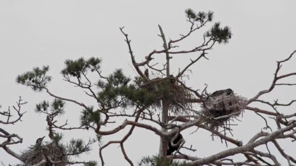 Family Black Cormorant Birds Nest Its Natural Habitat Poland — Video Stock