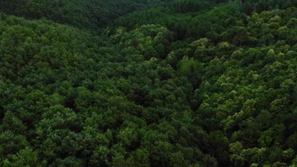 チアンティ地方 トスカーナ イタリアの緑豊かな森林の素晴らしい景色 — ストック動画