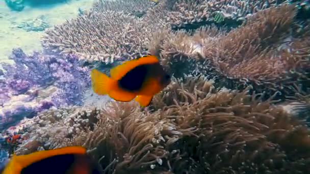 Orange Black Tropical Fish Swimming Corals Underwater Koh Lipe — ストック動画