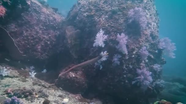 Tayland Koh Lipe Mercan Kayalıklarını Yüzerek Geçen Yalnız Trompet Balığı — Stok video