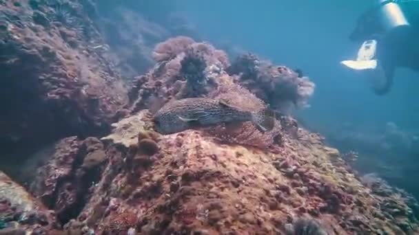 Pov Siguiendo Pufferfish Nadando Sobre Coral Bajo Agua Koh Lipe — Vídeos de Stock