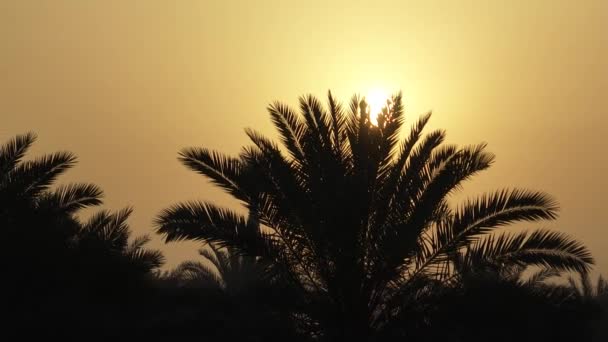 背景中金黄色落日的棕榈树轮廓的空中视图 多莉回来了 — 图库视频影像