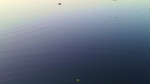 Pato Solitario Una Laguna Grande — Vídeo de stock