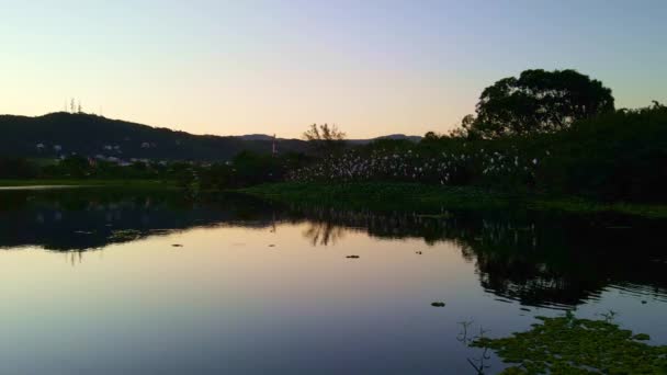 Footage Beautiful Sunset Flock Birds Still Camera — 비디오