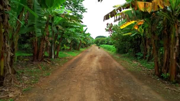 Flying Low Backwards Middle Banana Plantation Sao Tome Africa — Vídeos de Stock
