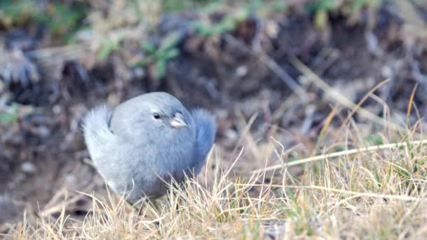 Close View Plumbeous Sierra Finch Geospizopsis Unicolor Feeding Seeds Slow — Video