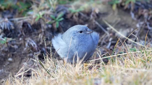 Small Plumbeous Sierra Finch Geospizopsis Unicolor Feeding Seeds Mountains Northern — Vídeo de Stock