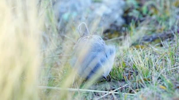 Plumbeous Sierra Finch Geospizopsis Unicolor Feeding Seeds Slow Motion Eye — Vídeo de Stock