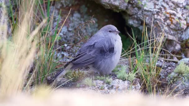 Plumbeous Sierra Finch Geospizopsis Unicolor Στέκεται Βραχώδες Έδαφος Στα Βουνά — Αρχείο Βίντεο