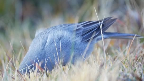 Close View Plumbeous Sierra Finch Geospizopsis Unicolor Feeding Seeds Natural — 비디오