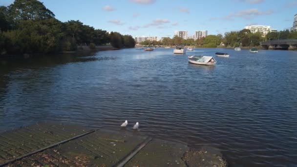 Two Seagulls Sunbathing Calm River Boats — Vídeos de Stock