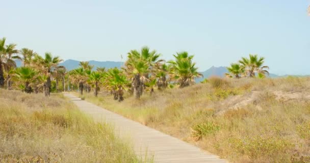Summer Scenery Wooden Walkway Palm Trees Castellon Spain Panning — Stock Video