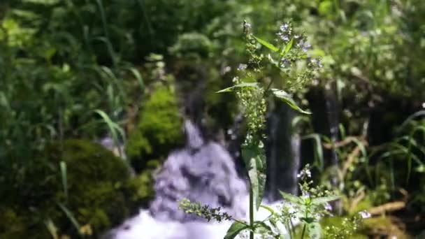 Krka Nemzeti Park Mennyei Természete Horvátország Freshwater Creek Idilli Zöld — Stock videók