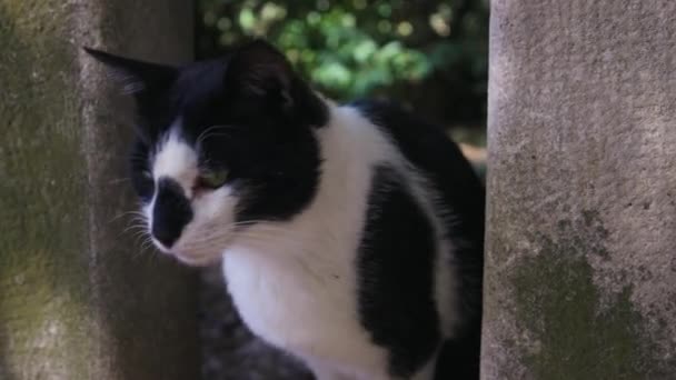 Belföldi Dalmát Fekete Fehér Macska Bujkál Árnyékban Forró Nyári Napon — Stock videók