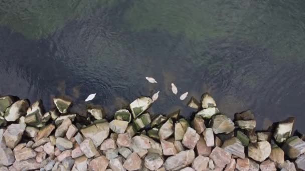 노르웨이 해안에서 위에서 내려오는 공중에서 바닷말을 머리를 아래로 — 비디오