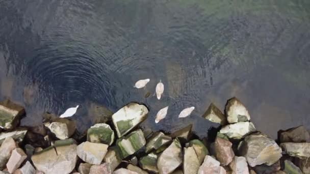 Vista Arriba Hacia Abajo Familia Los Cisnes Comiendo Algas Rocas — Vídeos de Stock