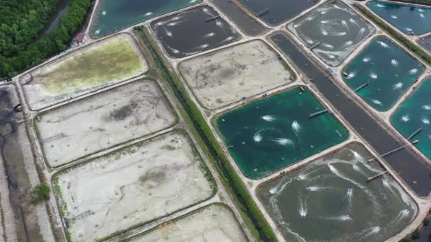 Aquaculture Primary Industry Controlled Process Cultivating Aquatic Organisms Seafood Production — Vídeo de Stock