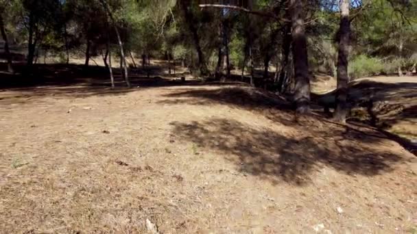 Moving Fast Backwards Mediterranean Forest — Video