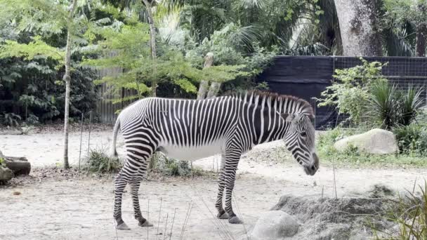 Colpo Laterale Zebra Erbivoro Equus Grevyi Che Mangia Fieno Secco — Video Stock