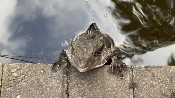 澳大利亚布里斯班植物园 野生生物在水塘边休息 呼吸缓慢 腹部有明显的运动 — 图库视频影像