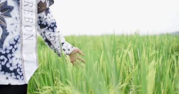 Nahaufnahme Eines Mannes Dessen Hand Reis Auf Einem Feld Bei — Stockvideo