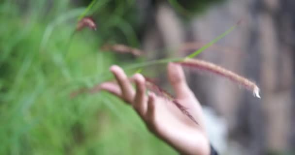 Mão Tocando Suavemente Flores Junco Selvagens Manhã Inverno Reed Flores — Vídeo de Stock