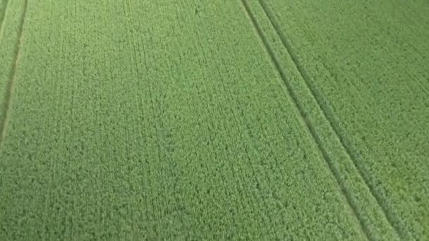 Aerial Push Green Wheat Crop Fields Rural Agricultural Land — Vídeo de Stock