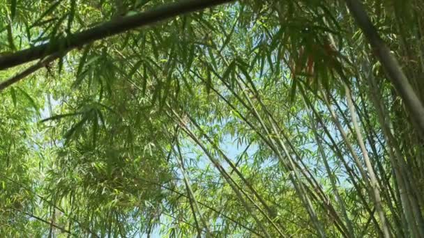 Static Shot Bamboo Canes Dense Foliage — Video