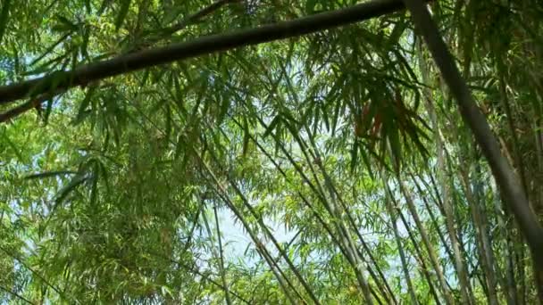Statisch Schot Van Bamboe Planten Met Dicht Gebladerte — Stockvideo