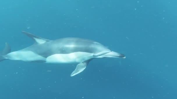 Nager Dauphins Déplaçant Dans Eau Cristalline Bleue Avec Des Essaims — Video