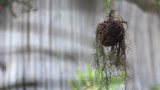 Κρεμασμένο Φυτό Στη Βροχή Πίσω Από Φυτό Θολή Φράχτη Βρίσκεται — Αρχείο Βίντεο