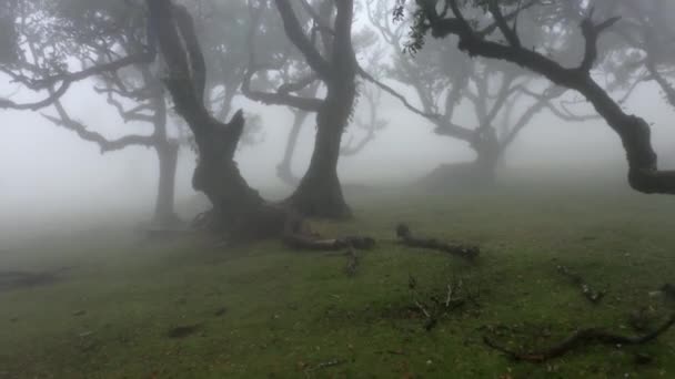 Vista Hacia Atrás Bosque Malhumorado Con Fuerte Viento Lluvia Fanal — Vídeos de Stock