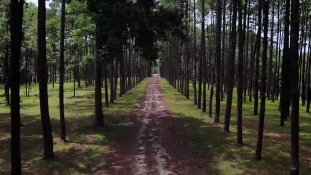 Forward Moving Shot Pathway Pine Park Kaeo Silvicultural Research Station — Vídeo de Stock