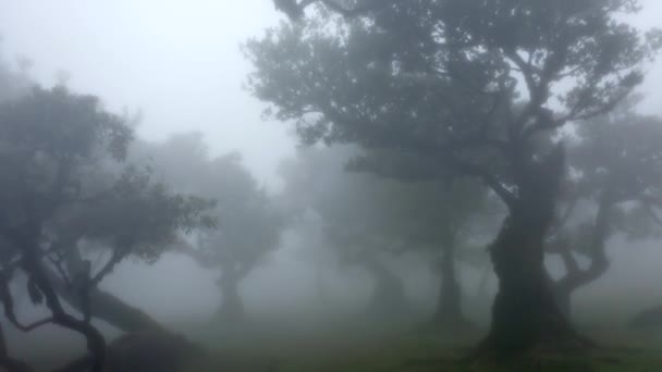 Vista Avanti Una Mistica Foresta Nebbiosa Fanal Madeira — Video Stock