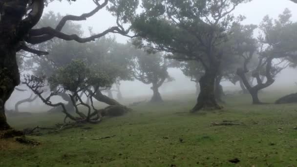 背景に雨と霧が残るファンルの森のバックショット マデイラ — ストック動画