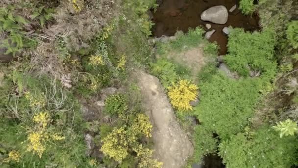 Inclinación Aérea Hacia Atrás Revelan Una Pequeña Cascada Madeira — Vídeos de Stock