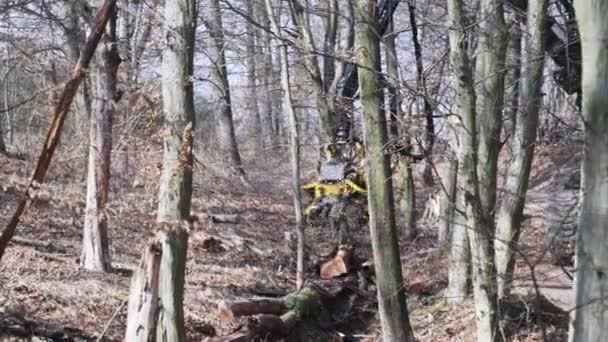 Механічна Гідравлічна Рука Лісозаготівельника Збирається Впасти Маленьке Дерево — стокове відео