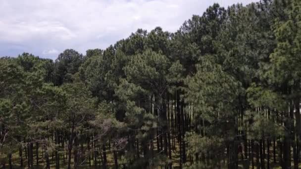 在多云的一天 在泰国清迈Bo Kaeo造林研究站 在松木园茂密的绿色植被之上投弹 — 图库视频影像