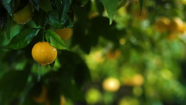 Primer Plano Limonero Bajo Lluvia Más Limones Fondo Están Borrosos — Vídeos de Stock