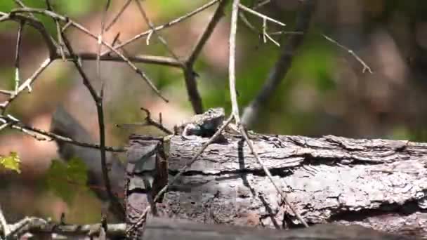 Східний Паркан Ящірка Кружляє Навколо Колоди Дуже Вітряний День — стокове відео