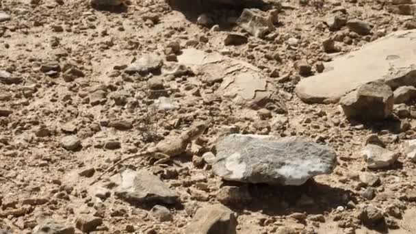 Panoramica Una Lucertola Bruna Che Fugge Nel Deserto Sopra Cratere — Video Stock
