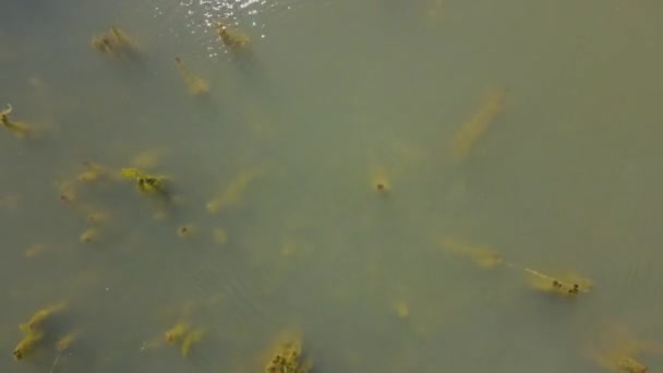 水底植物的鸟瞰图 — 图库视频影像