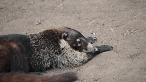 Tired White Nosed Coati Nasua Narica Lying Ground Mexico Close — Vídeo de Stock